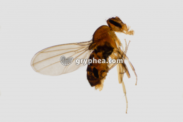 Drosophile mutée (bar) x7 - gryphea.org